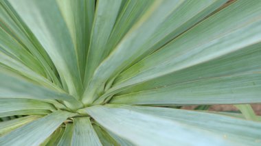 Avuç içi veya yukka yapraklarının tropikal yeşil arka planı geniş yaprak dokusuyla bile yakın plan