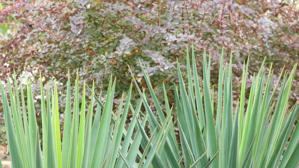 シャープなユッカの2本の茂みが組み合わさって公園の風景の中にあるバーベリーブッシュの紫色の丸い葉を背景に — ストック写真