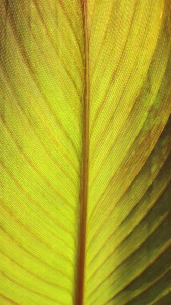 Fond Texturé Jaune Vert Feuilles Plantes Tropicales Avec Des Nervures — Photo