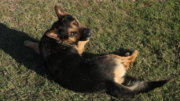 Cute German Domestic Shepherd Dog Collar Lying Grass Lovingly Friendly — Stock Photo, Image