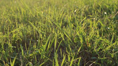 Akşam güneşinin ışığında çimenlerin yeşil çimenlik yaprakları. Yumuşak bir doğal dokusu olan yumuşak güneş. Güneşli yaz aylarında sakin ve sakin bir arka plan.