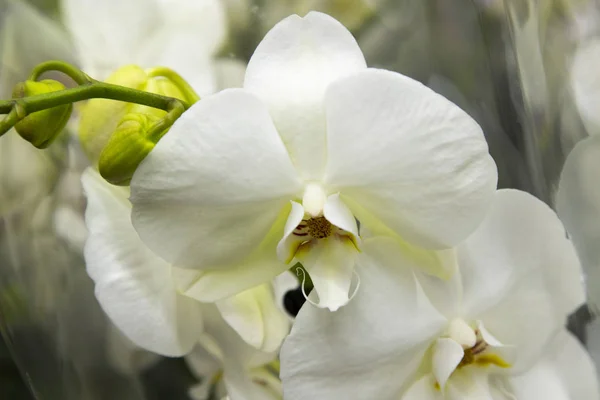 Güzel Çiçek demetleri