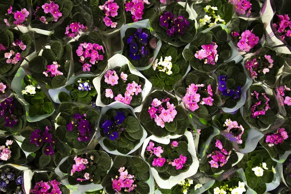 Güzel Çiçek demetleri