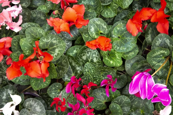 Güzel Çiçek demetleri