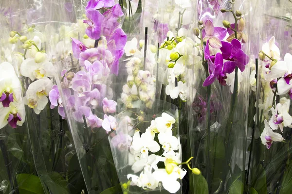 Güzel Çiçek demetleri