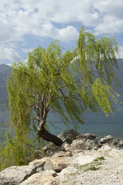 ağaç, taş, göl, dağlar