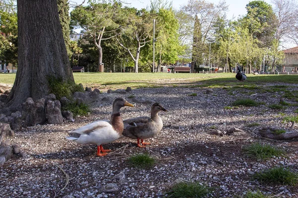 Parktaki vahşi ördekler