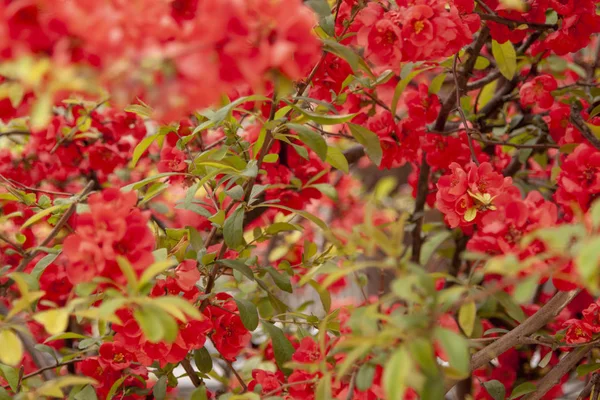 Çalılar güzel kırmızı çiçekler var