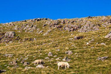Skye Adası 'nda engebeli bir yamaçta otlayan koyunlar, tepemizde mavi bir gökyüzü.