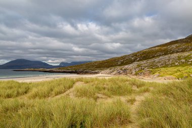 Harris Hebridean adasındaki Luskentyre plajında Marram otları.