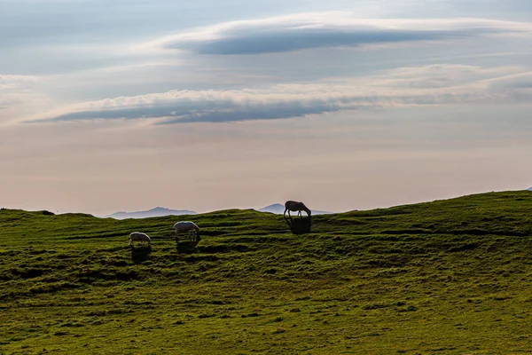 Ovejas Pastando Una Ladera Cerca Neist Point Isla Skye —  Fotos de Stock