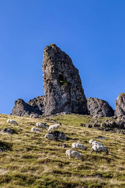 Moutons Sur Flanc Montagne Devant Vieil Homme Storr Sur Île — Photo