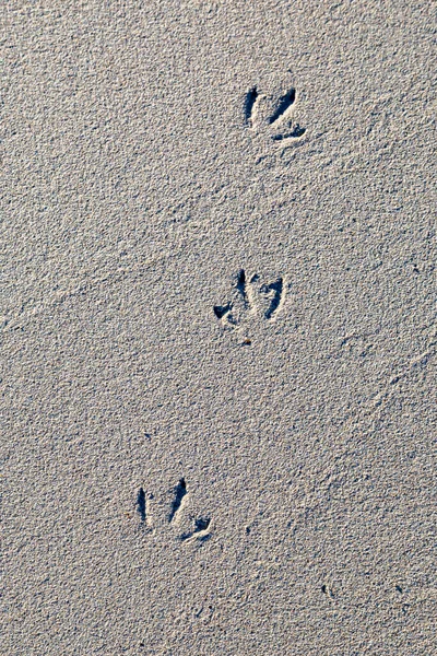 Looking Bird Footprints Sandy Beach — Stock Photo, Image