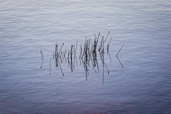 Reflexiones Cañas Atardecer Las Tranquilas Aguas Lago Isla North Uist — Foto de Stock