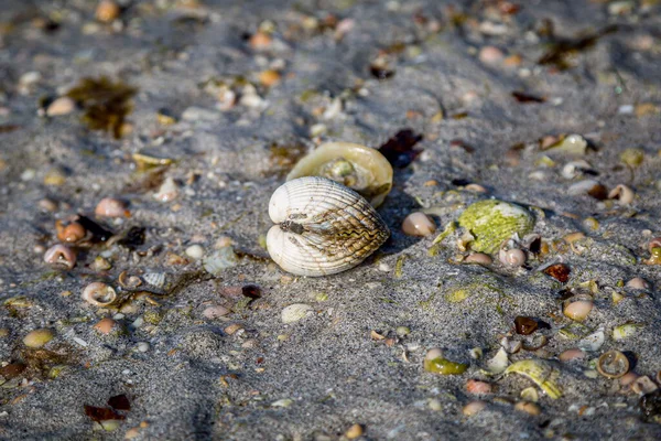 Een Gesloten Gemeenschappelijke Kokkelschaal Een Strand Het Hebridese Eiland Eriskay — Stockfoto