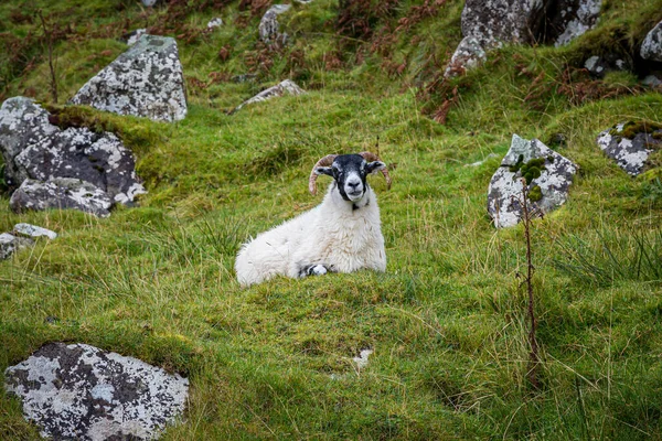 Ein Schaf Auf Einem Grünen Hügel Auf Der Isle Skye — Stockfoto