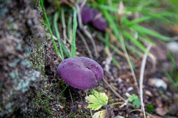 スコットランドのハイランド地方の森で育つ鮮やかな紫色のキノコ — ストック写真