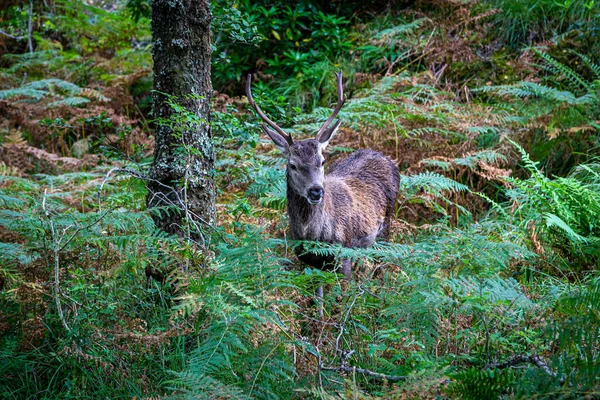 Vild Hjort Skogen Den Skotska Landsbygden — Stockfoto