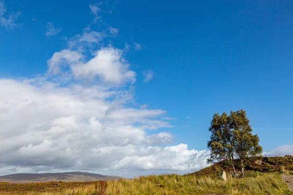 Scottish Rural Landscape Tree Distant Mountains Late Summer — Stock Photo, Image
