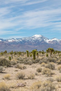 Nevada 'da bir çöl manzarası. Önünde Joshua ağaçları ve arkasında karla kaplı dağlar var.