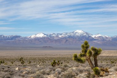 Nevada 'da bir çöl manzarası. Önünde Joshua ağacı ve karla kaplı dağlar var.