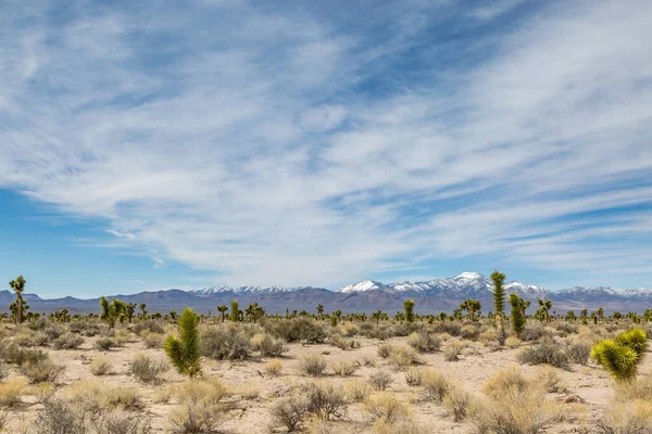 Nevada Sivatagi Táj Földönkívüli Autópályáról Nézve Joshua Fákkal Előtérben Hófödte — Stock Fotó