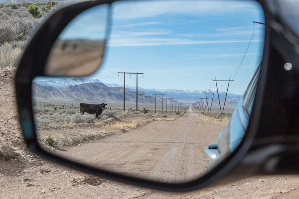 Mirando Espejo Retrovisor Coche Paisaje Remoto Nevada Con Una Vaca — Foto de Stock