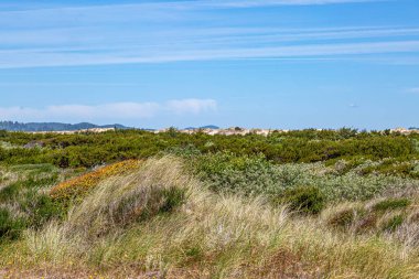 Uzakta kum tepecikleri olan yeşil bir araziye bakıyorum, Oregon Kumulları Ulusal Dinlenme Alanı 'nda.