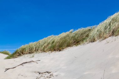 Oregon kıyısındaki kum tepelerini Marram otları kapladı.