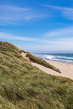 Kum tepeciklerine ve sahile bakıyorum. Okyanusa doğru, Oregon sahilinde.