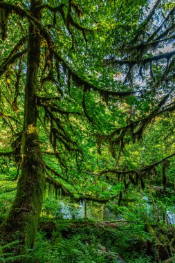 Yosun, Olimpiyat Ulusal Parkı, Washington 'daki ağaçları kapladı
