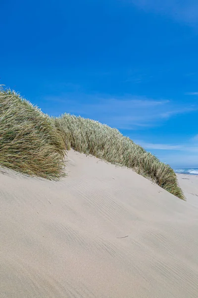 Marram Gras Bedekt Zandduinen Aan Kust Van Oregon Een Zonnige — Stockfoto