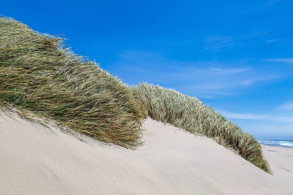 Marramgras Bedekt Met Zandduinen Langs Kust Van Oregon Met Een — Stockfoto