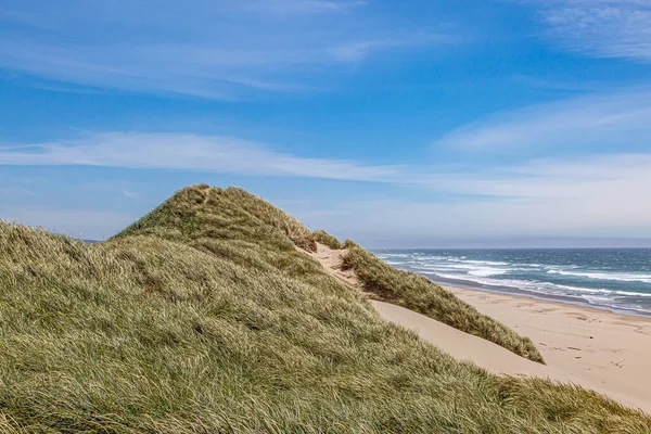 Marram Gras Bedekt Zandduinen Aan Kust Van Oregon Een Zonnige — Stockfoto