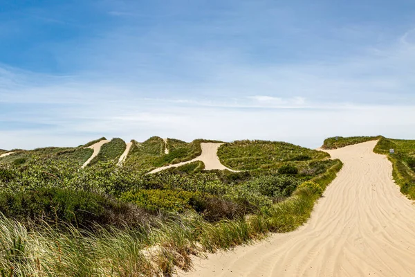 Oregon Dunes Ulusal Dinlenme Alanındaki kum tepelerinden geçen yollar, yaz günlerinde