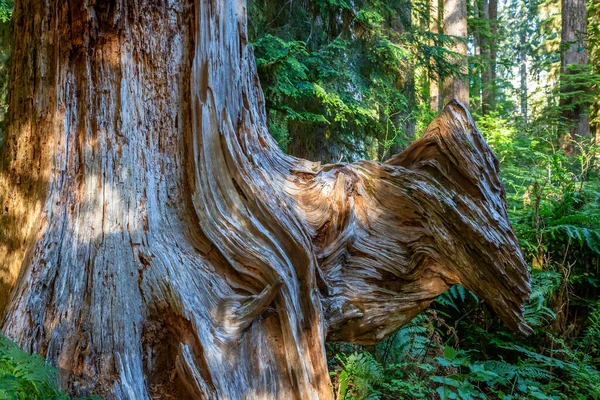 Obrovský Kmen Stromu Listím Kolem Deštném Lese Hoh Stát Washington — Stock fotografie