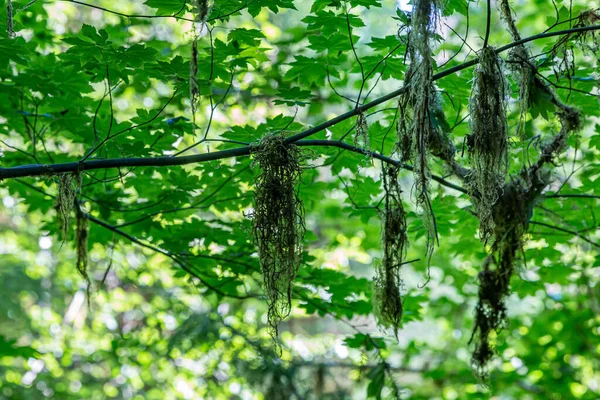 Musgo Pendurado Galhos Árvores Floresta Tropical Hoh Parque Nacional Olímpico — Fotografia de Stock