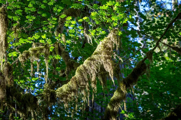 Moss Stromě Deštném Pralese Hoh Olympijském Národním Parku Washington — Stock fotografie