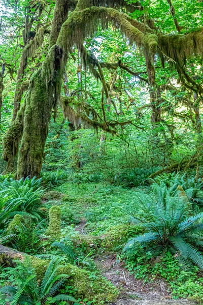 Sentier Travers Salle Des Mousses Dans Forêt Tropicale Luxuriante Hoh — Photo