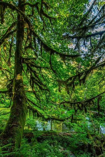 Arbres Couverts Mousse Dans Parc National Olympique Washington — Photo