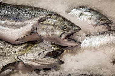 Bütün somon bir markette satılıyor, buz yatağında yatıyor.