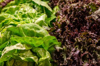 Markette satılık marulların tam kare fotoğrafı.