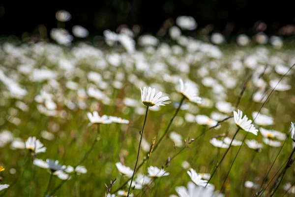 Äng Prästkragar Sommarsolen Med Ett Grunt Skärpedjup — Stockfoto