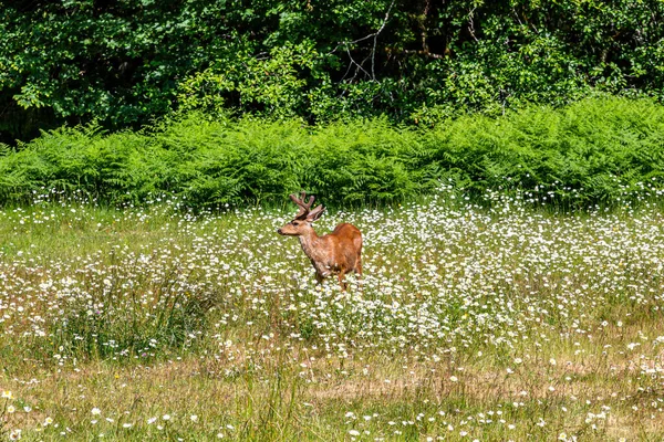 Hjort Blomsteräng Vid Olympic National Park Washington — Stockfoto