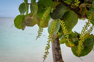 Antiguan sahillerinde sığ bir tarla derinliğinde büyüyen bir deniz üzüm bitkisi.