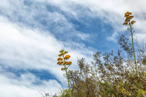 Tall century plants growing on a coastal hillside in Antigua