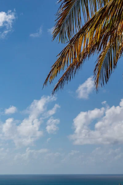 在安提瓜的加勒比海岛上 棕榈叶在天空中飘扬 大海在下面 — 图库照片