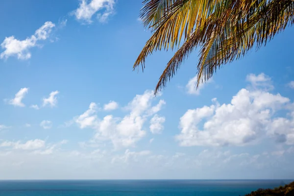 Hojas Palma Contra Cielo Con Mar Abajo Isla Caribeña Antigua —  Fotos de Stock