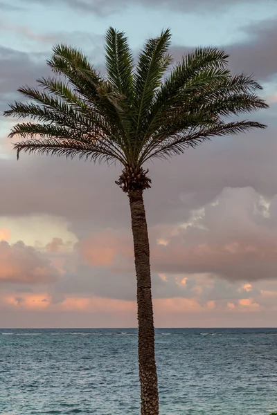 Een Palm Tree Bij Zonsopgang — Stockfoto