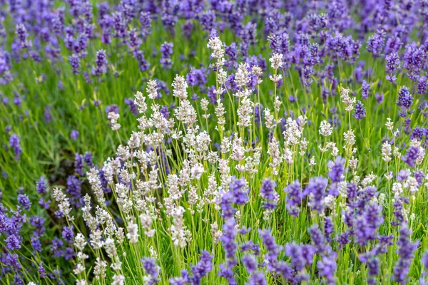 Una Fotografía Marco Completo Flores Lavanda Púrpura Blanca —  Fotos de Stock